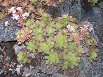 green pinwheel